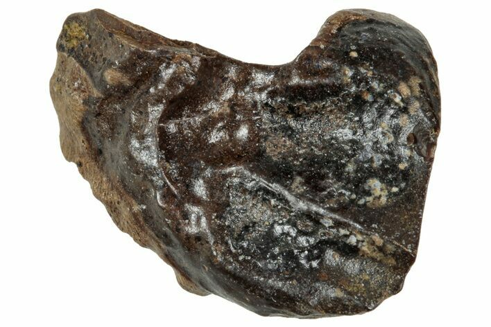 Fossil Triceratops Shed Tooth - Wyoming #358163